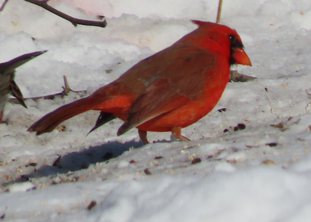 Northern Cardinal - ML647033722