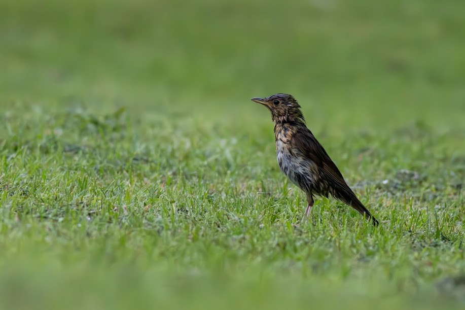 Song Thrush - ML647033723