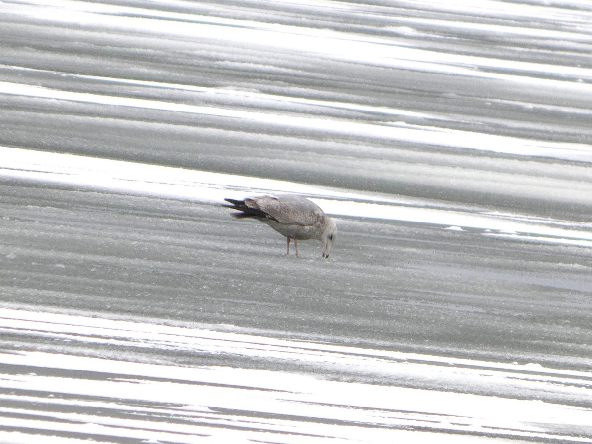 Larus sp. - ML647033724