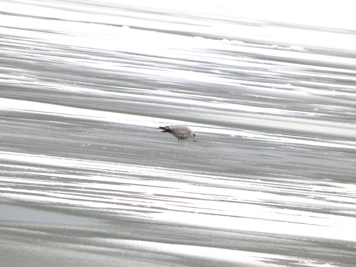 Larus sp. - ML647033725