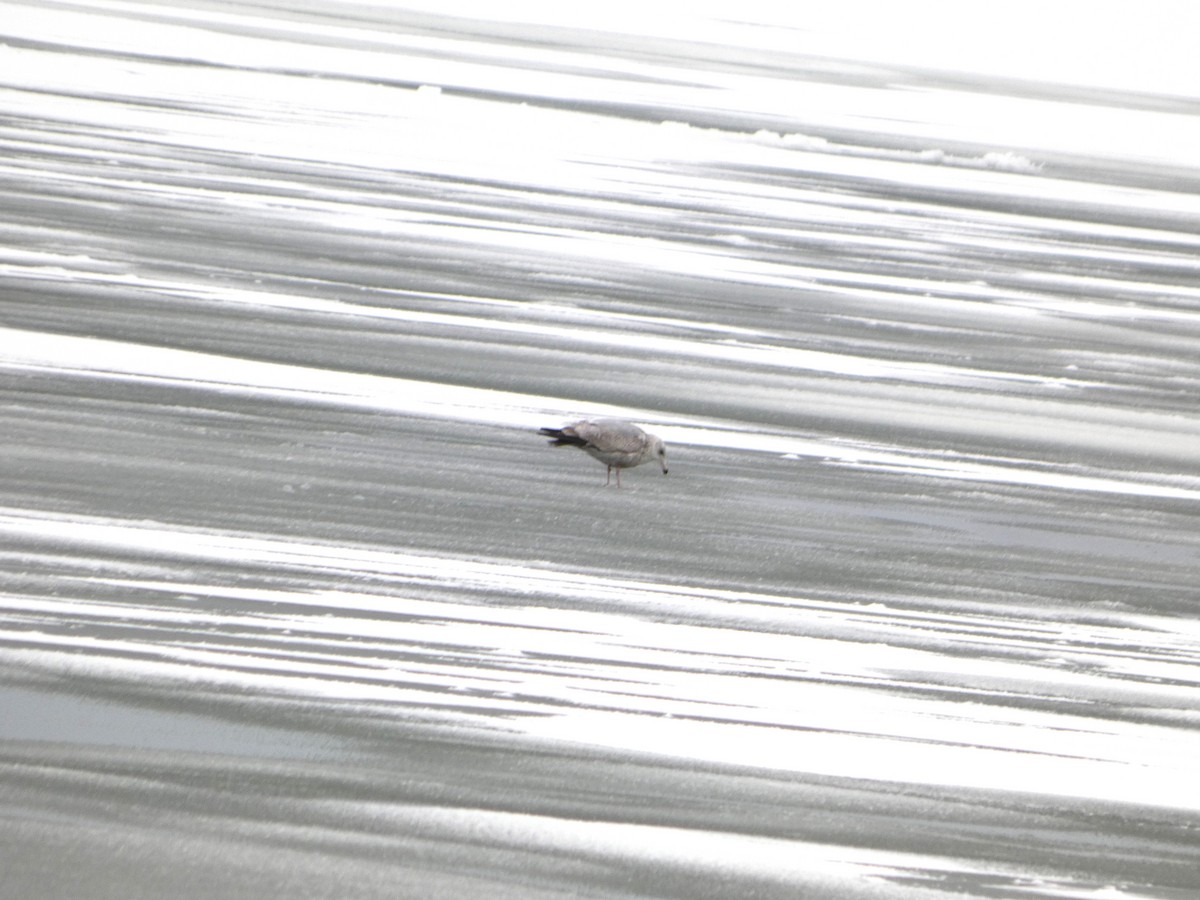 Larus sp. - ML647033726