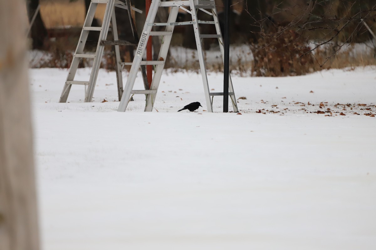 Purpurgrackel - ML647033729