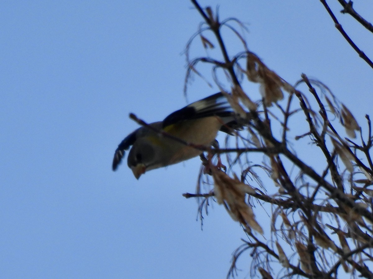 Evening Grosbeak - ML647033732