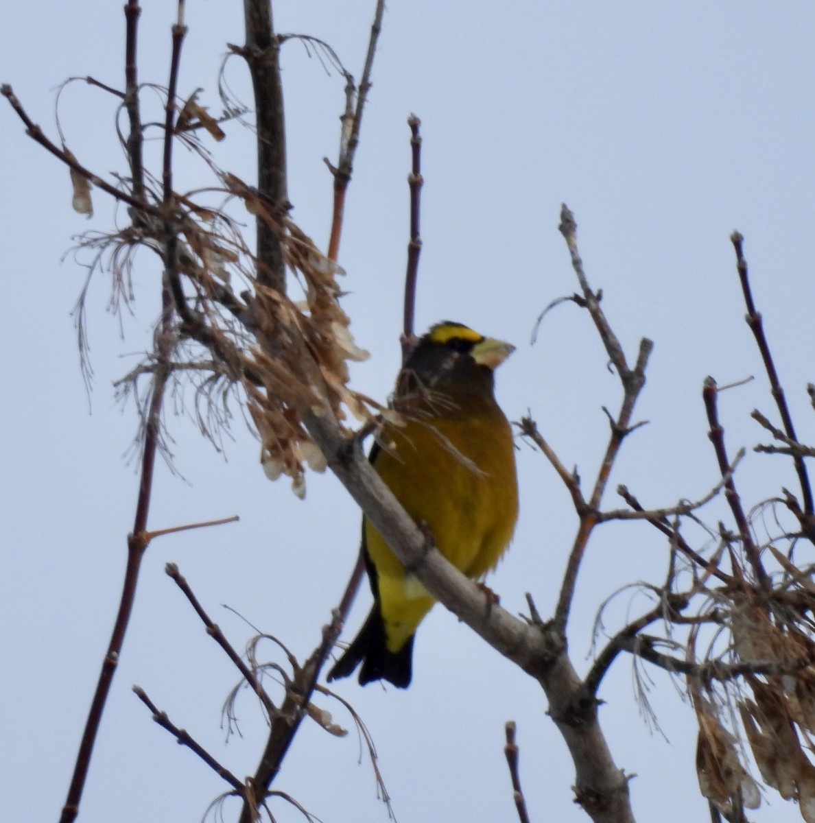 Evening Grosbeak - ML647033733