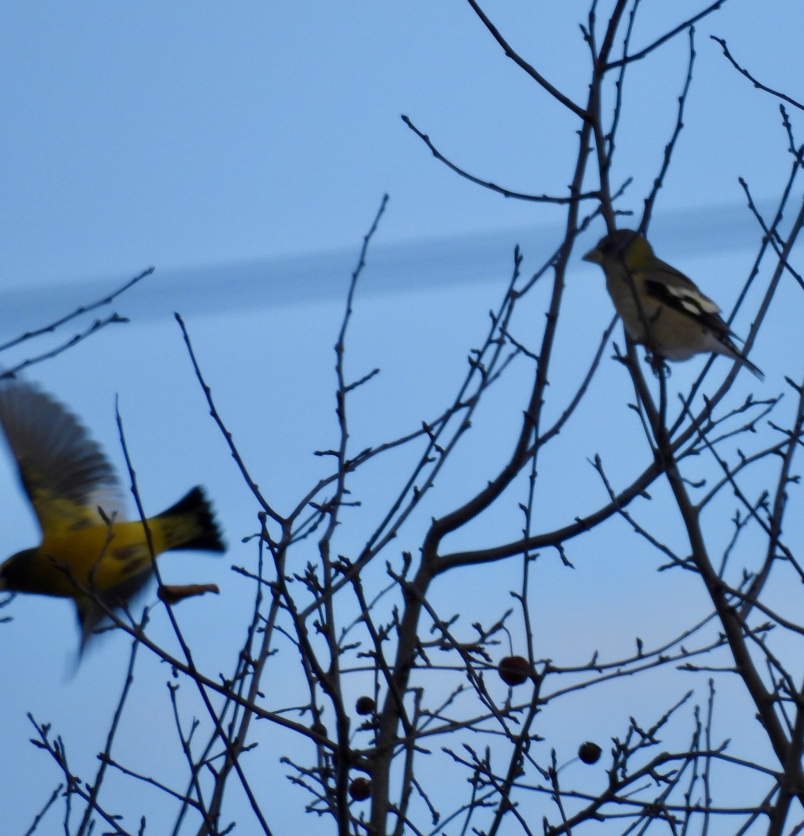 Evening Grosbeak - ML647033734