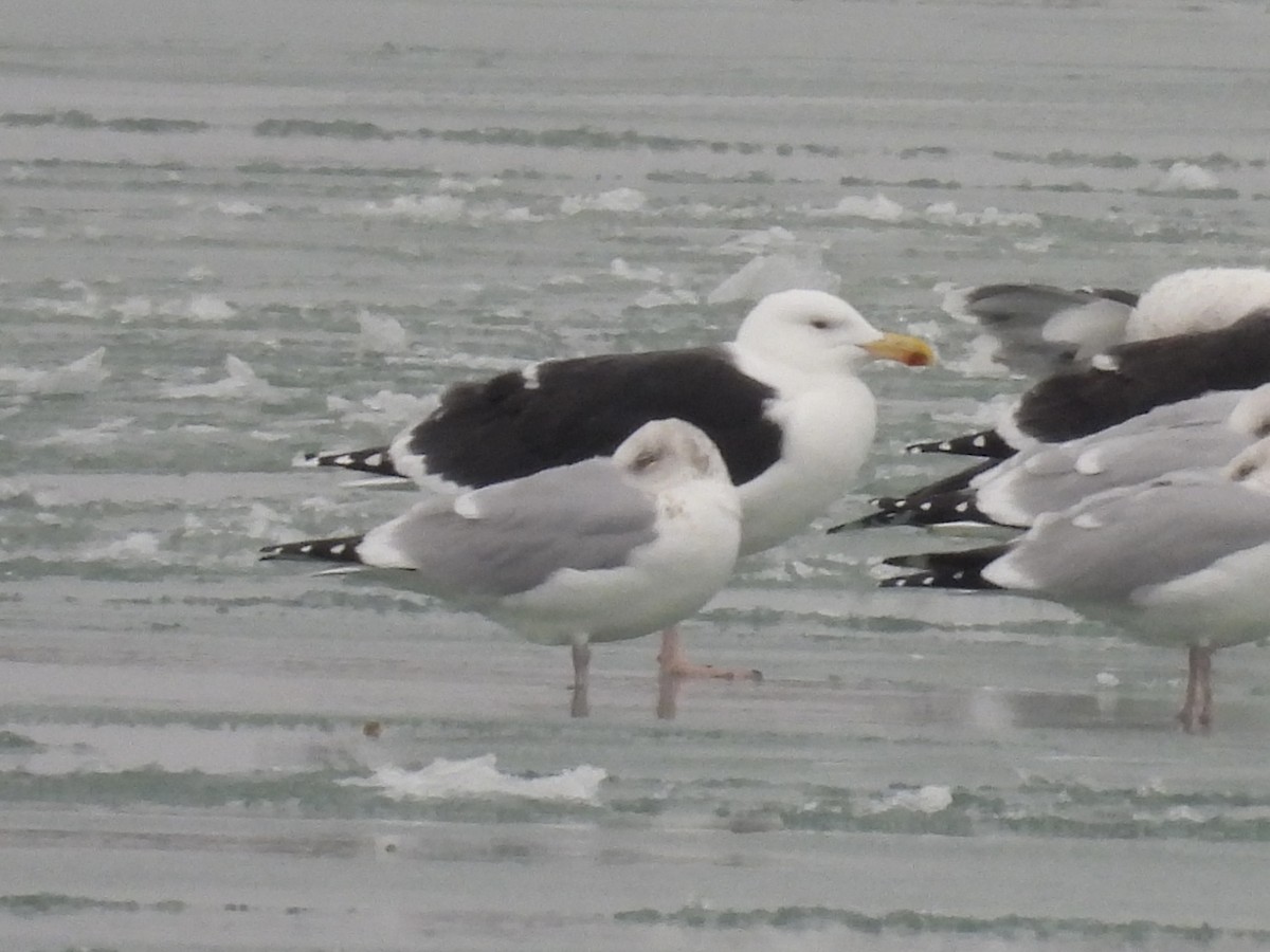Great Black-backed Gull - ML647033736
