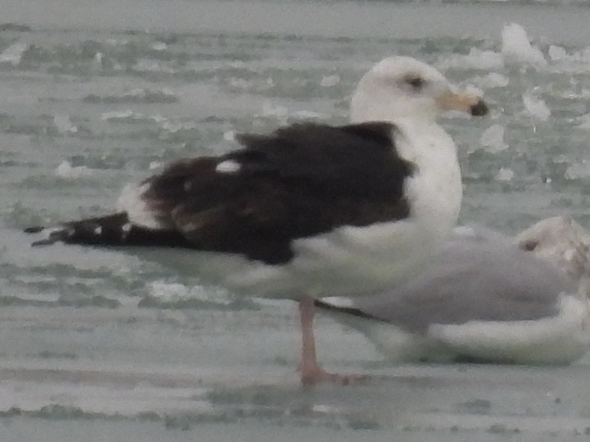 Great Black-backed Gull - ML647033737
