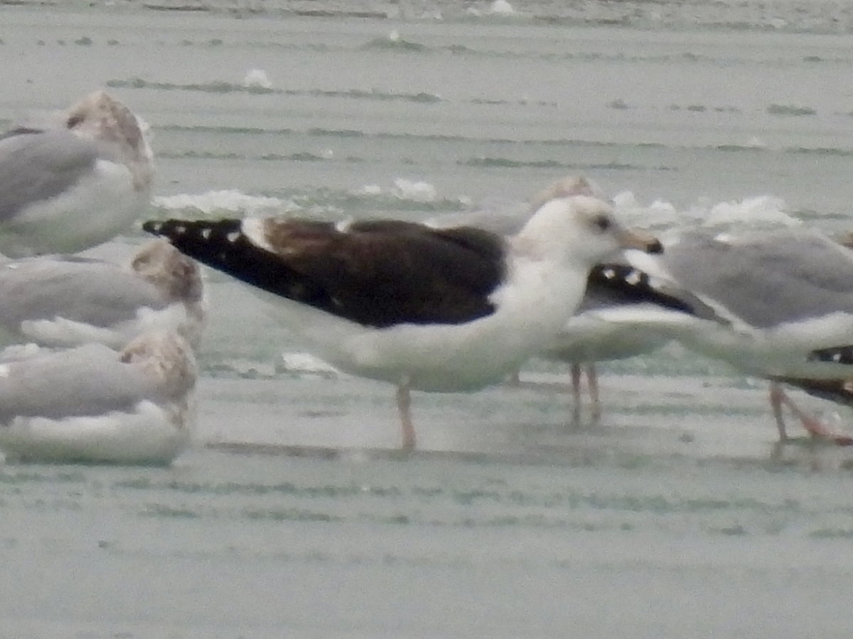 Great Black-backed Gull - ML647033738