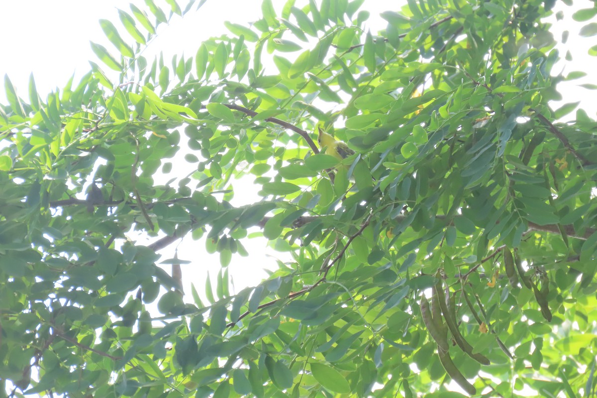 Scarlet Tanager - ML647033740