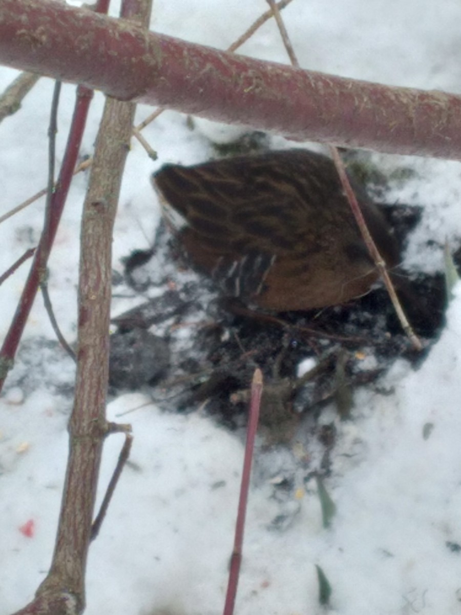 Пастушок віргінський - ML647033742