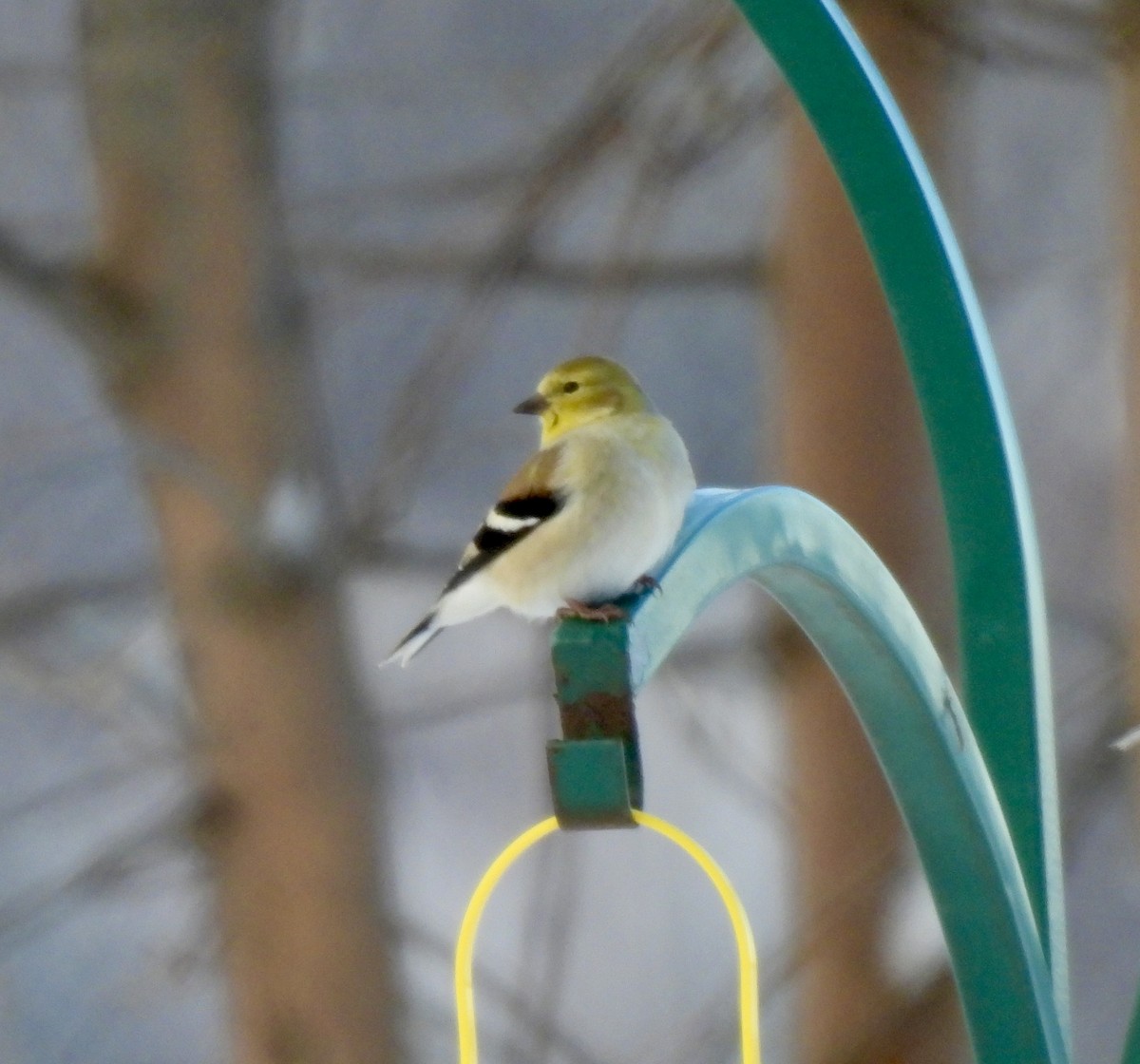 American Goldfinch - ML647033750