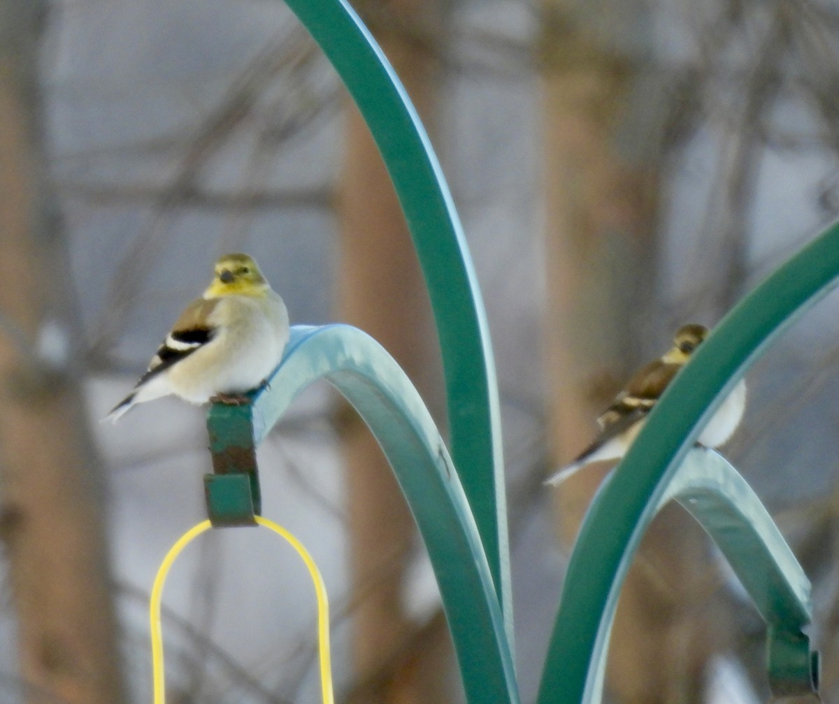 American Goldfinch - ML647033751
