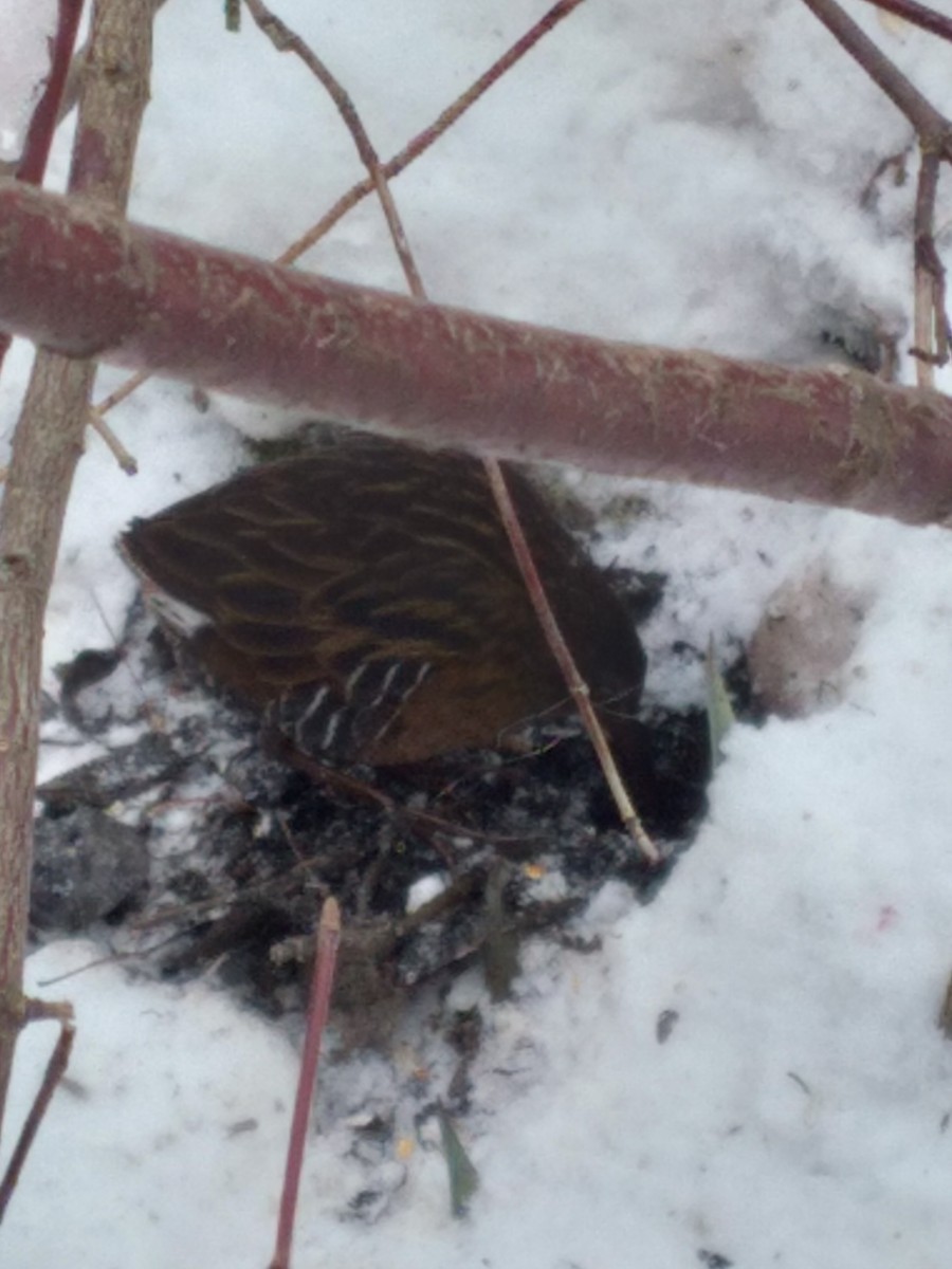 Пастушок віргінський - ML647033753