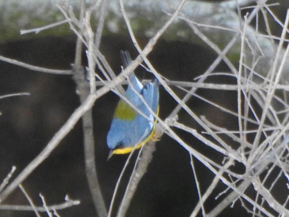 Tropical Parula - ML647033761