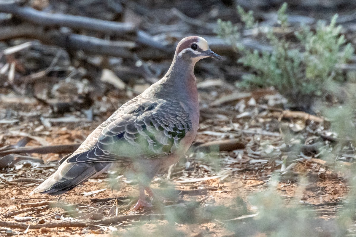 Common Bronzewing - ML647033777