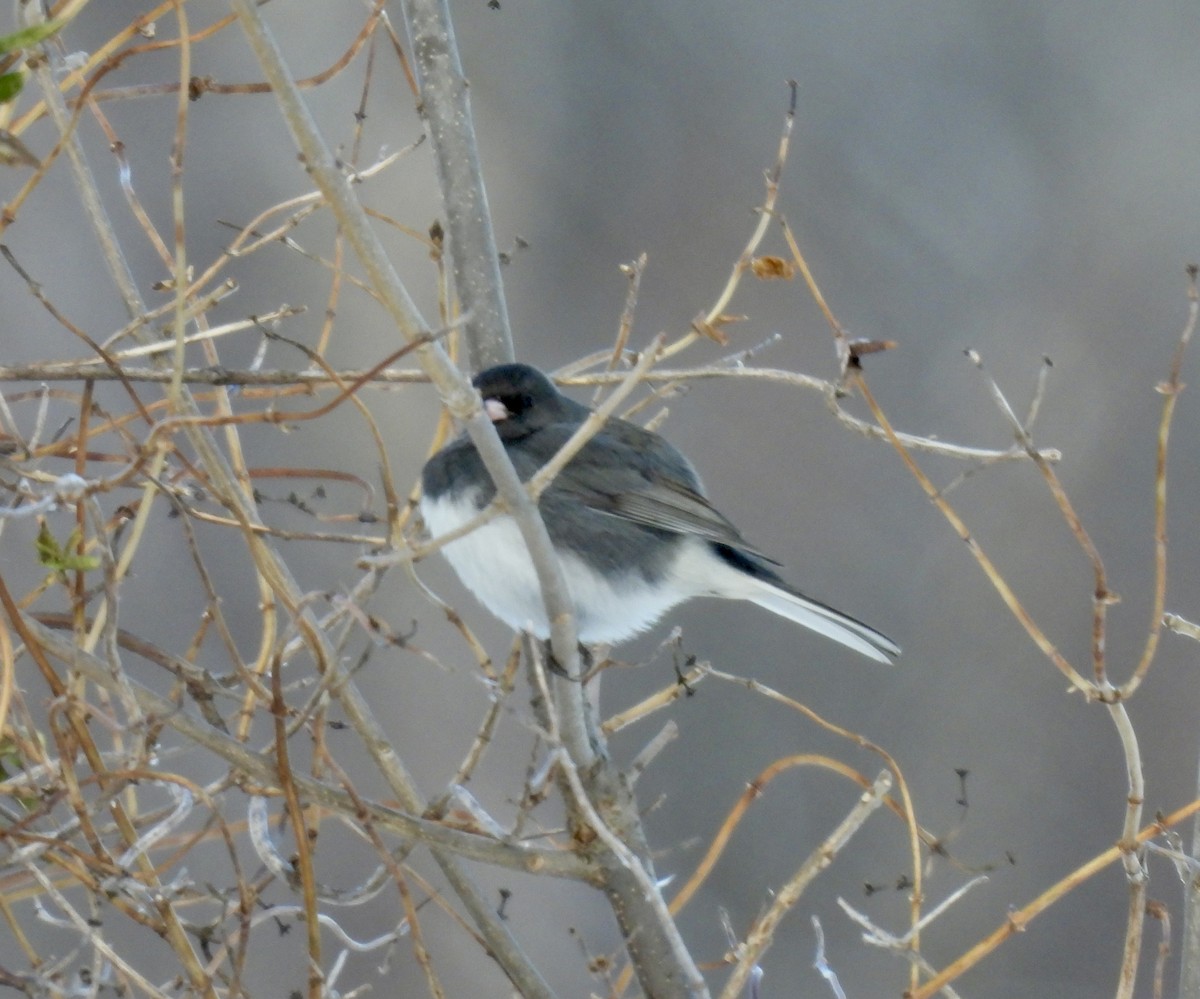 Dark-eyed Junco - ML647033779