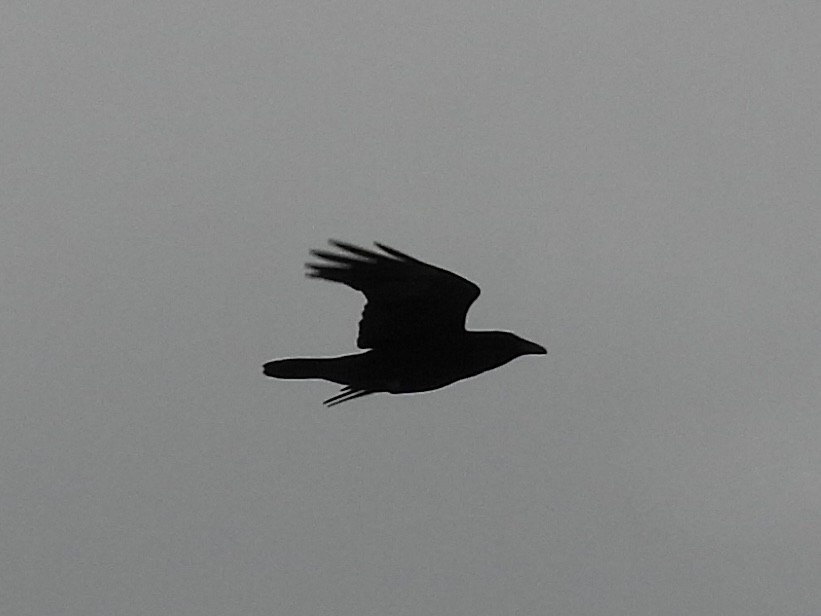 Common Raven - ML647033781