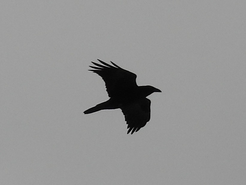 Common Raven - ML647033784