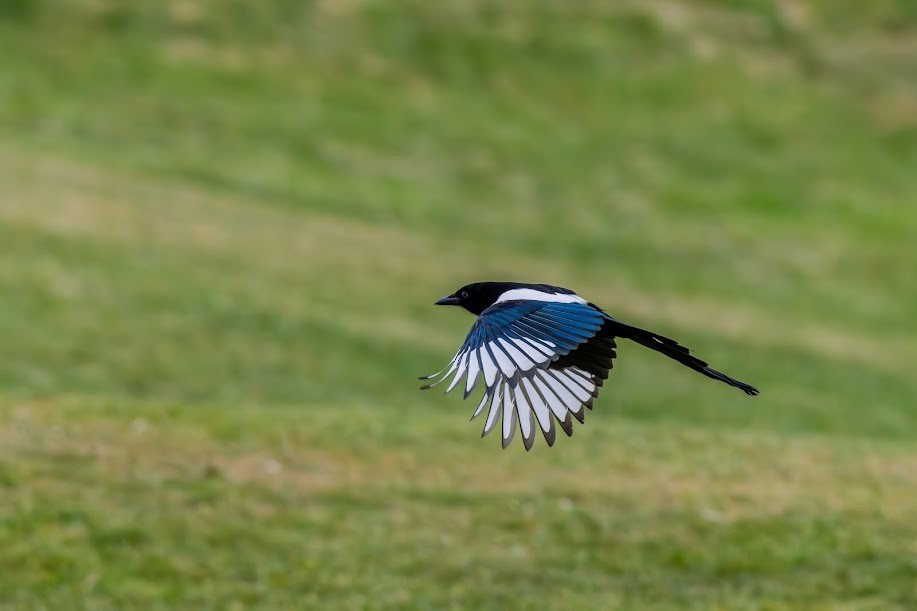Eurasian Magpie - ML647033785
