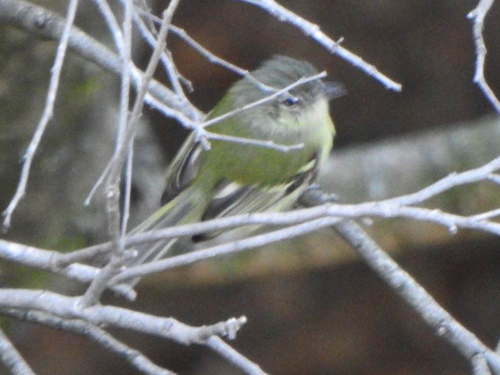 Yellow-olive Flatbill - ML647033787