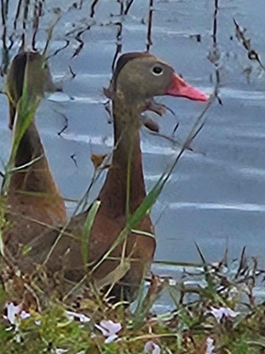 Красноклювая древесная утка - ML647033806