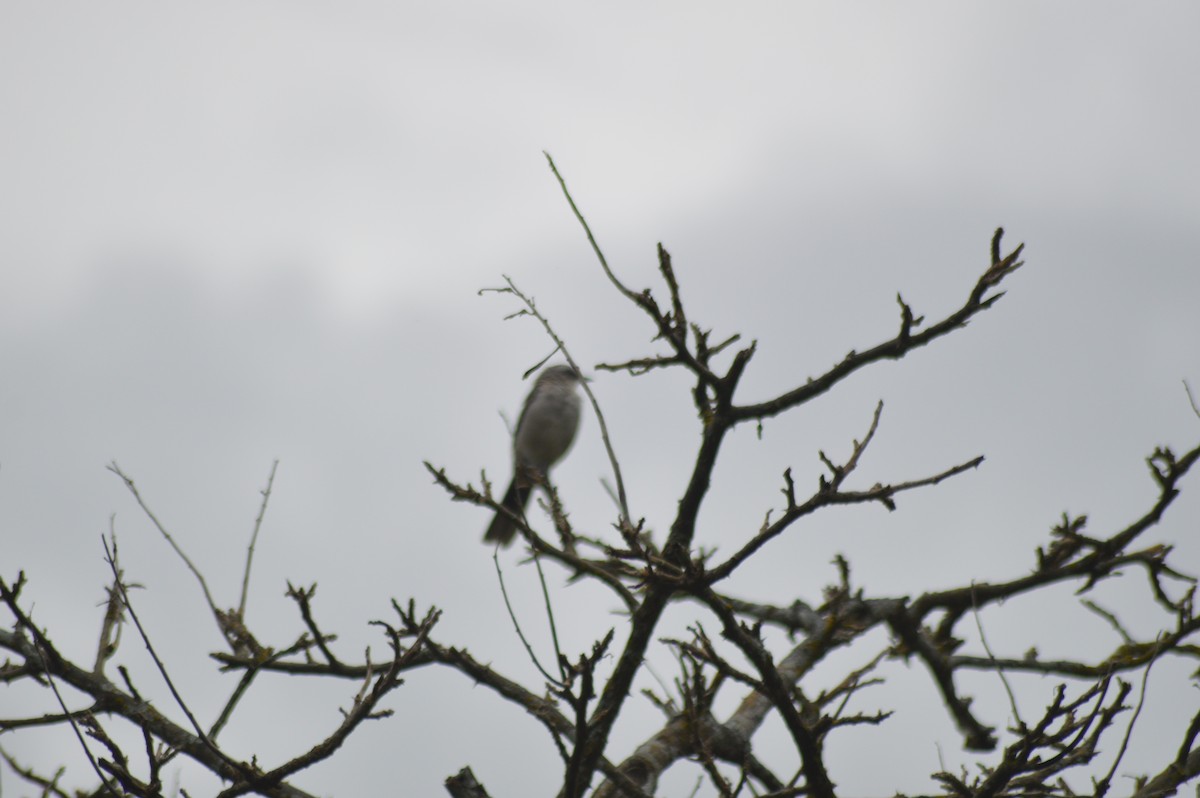 Tropical Mockingbird - ML647033809