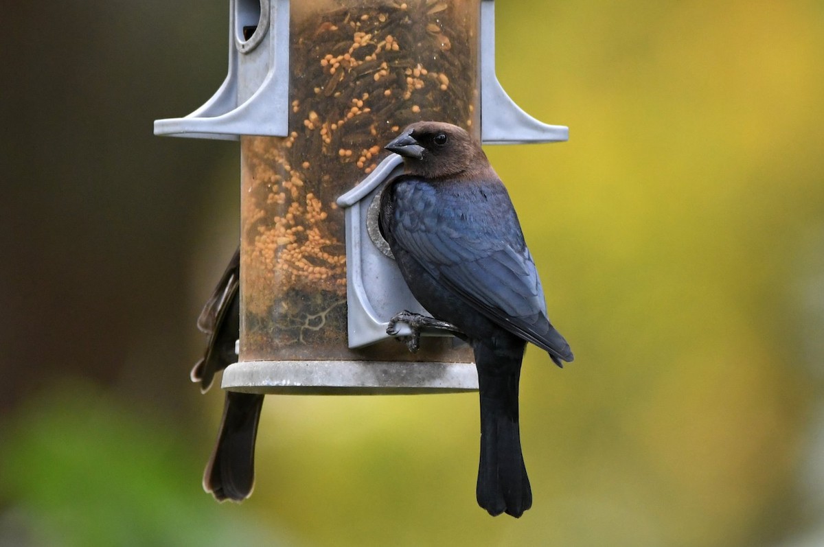 Braunkopf-Kuhstärling - ML647033813