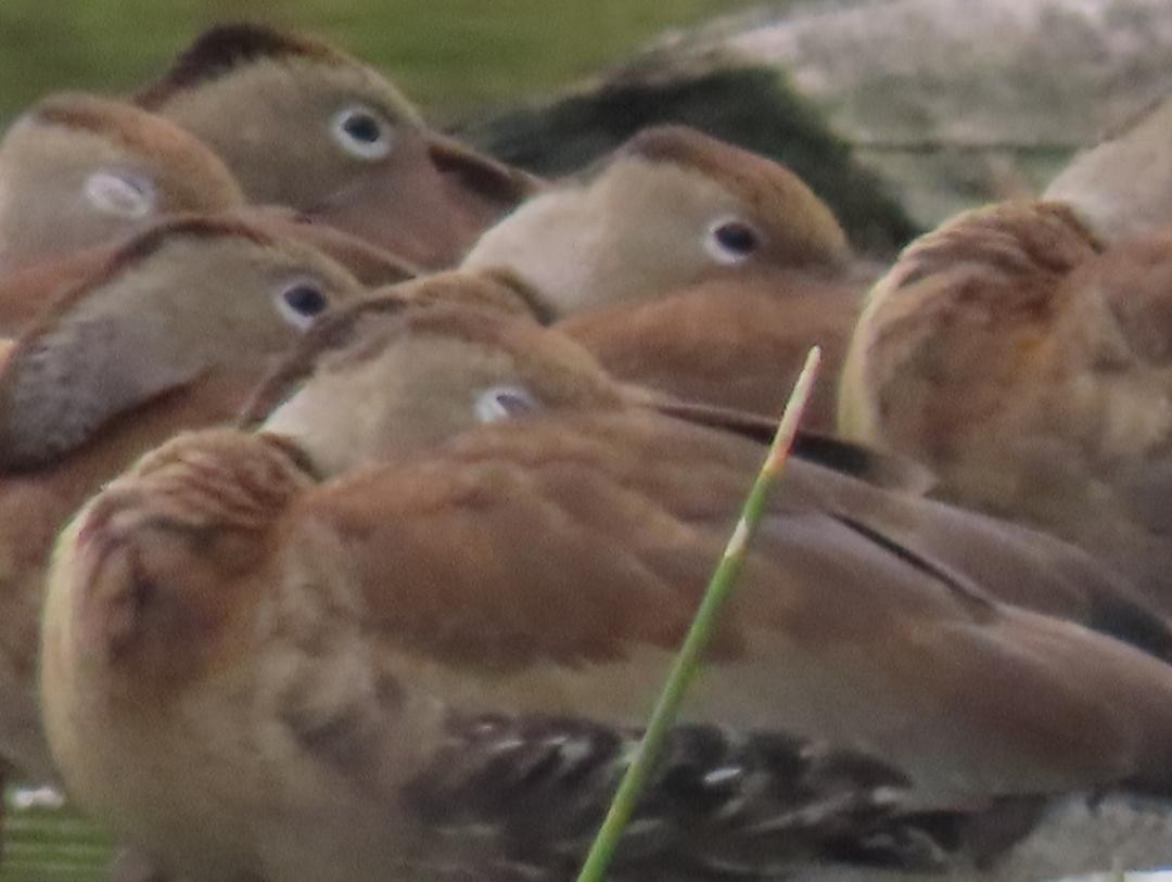 Красноклювая древесная утка - ML647033816