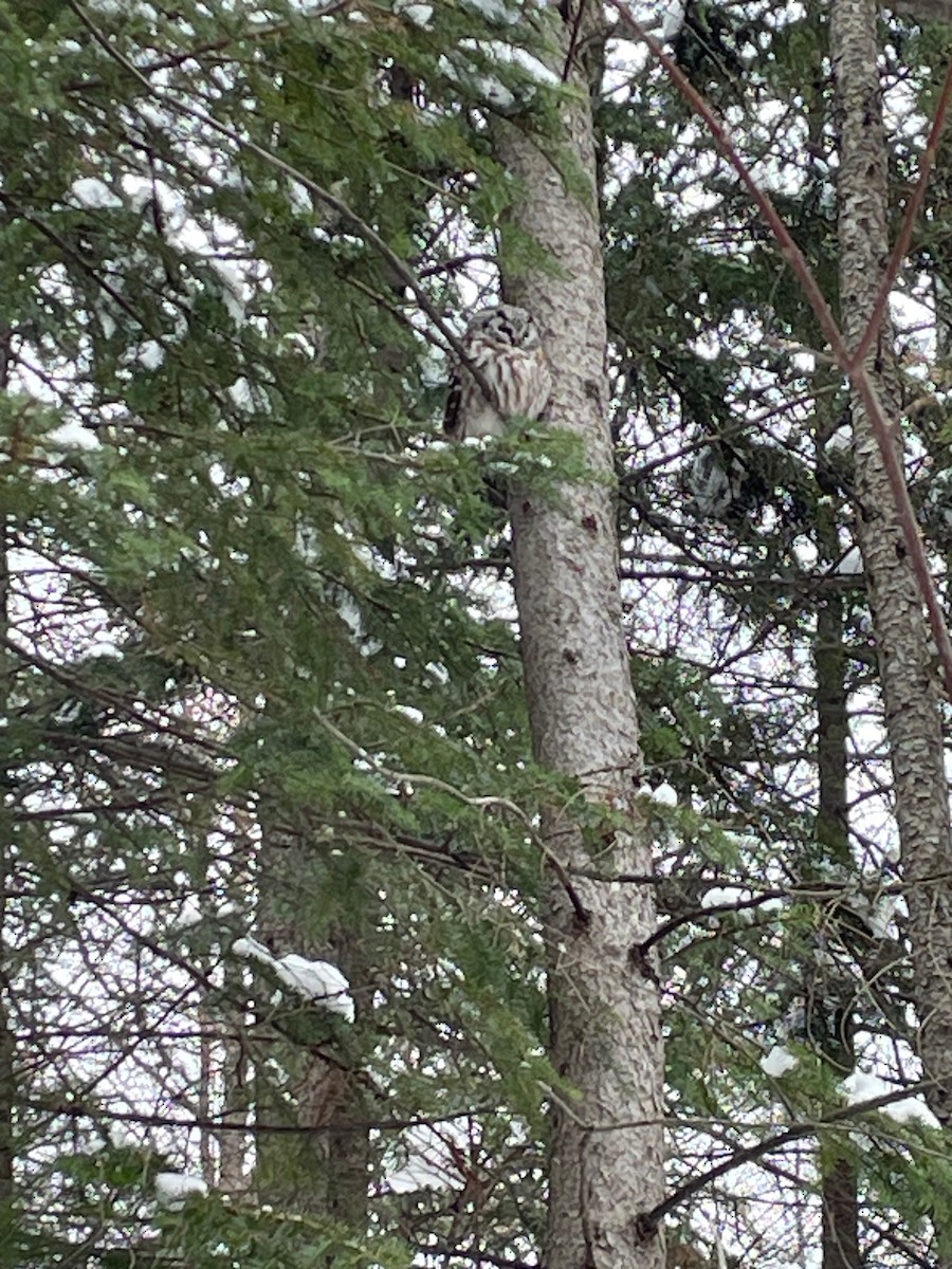 Boreal Owl - ML647033829