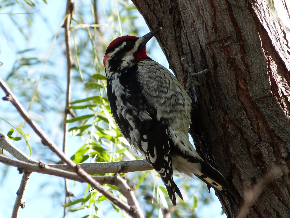 Red-naped Sapsucker - ML647033833