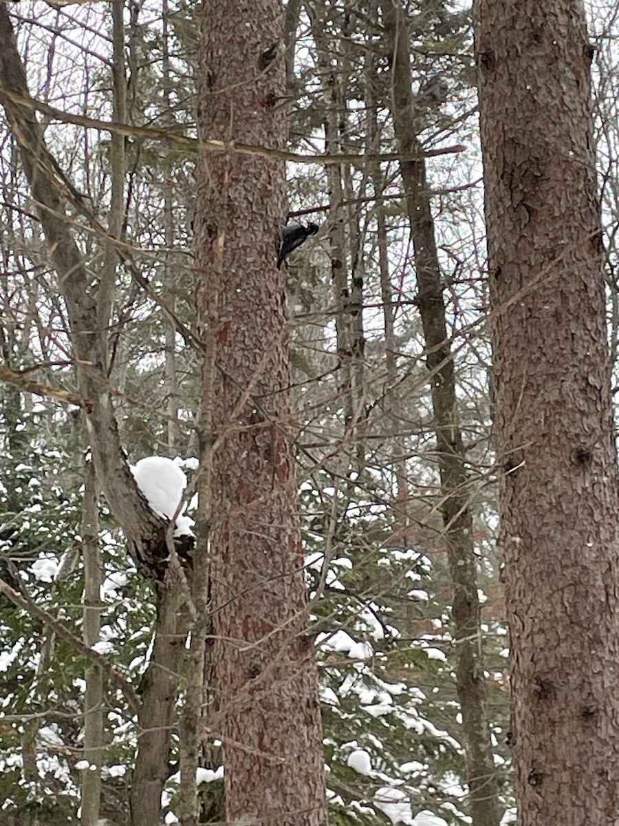American Three-toed Woodpecker - ML647033835