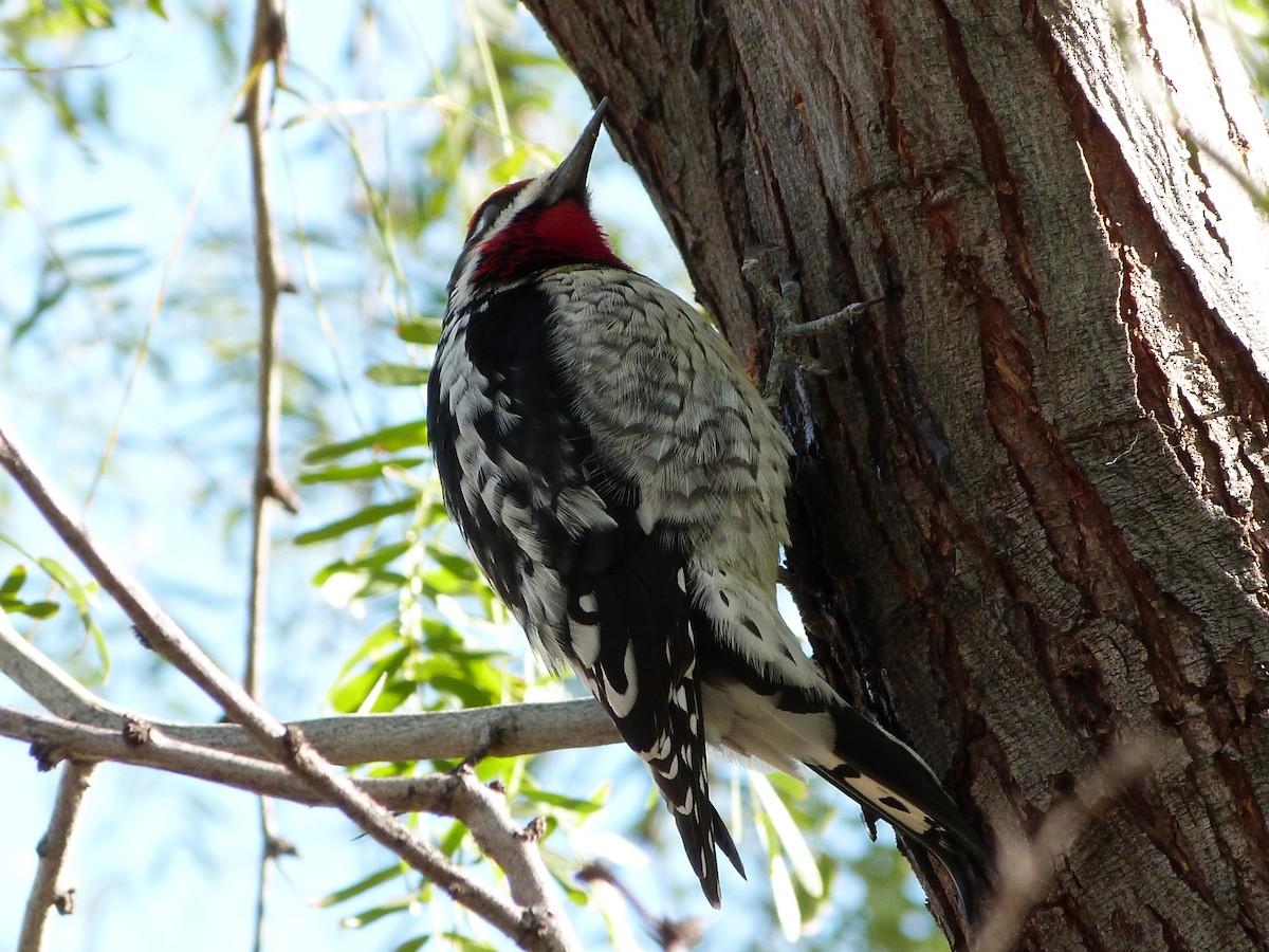 Red-naped Sapsucker - ML647033839
