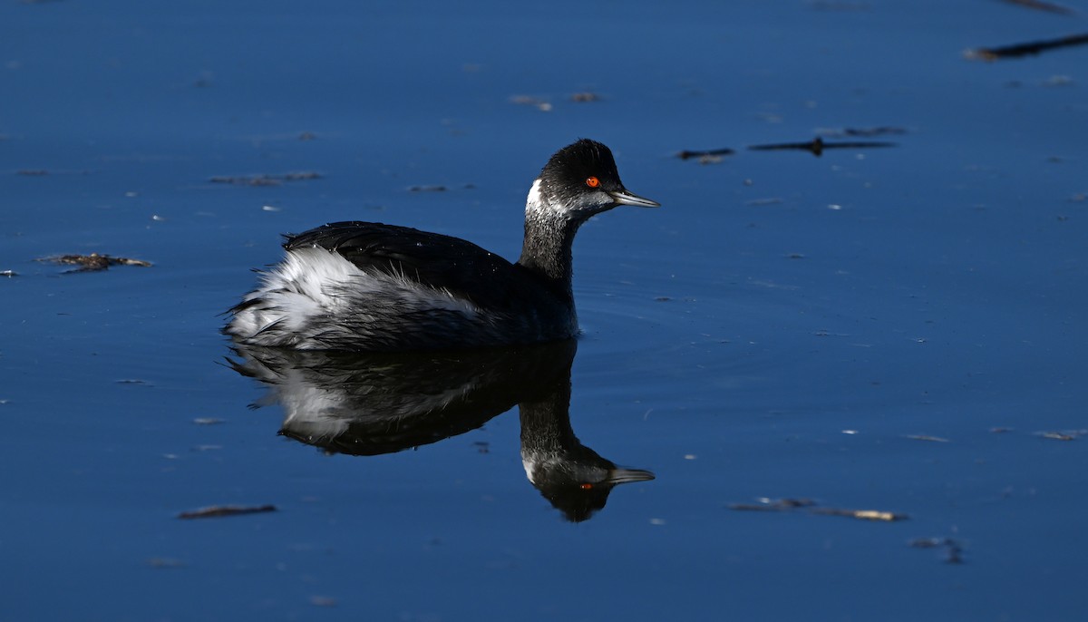 Eared Grebe - ML647033841