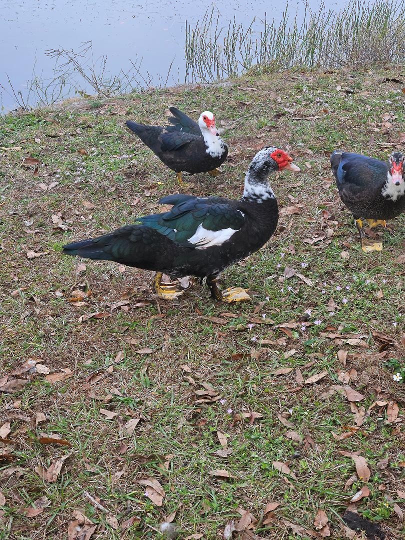 Muscovy Duck (Domestic type) - ML647033842