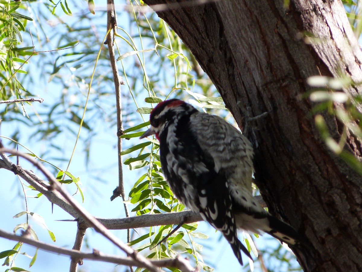 Red-naped Sapsucker - ML647033844