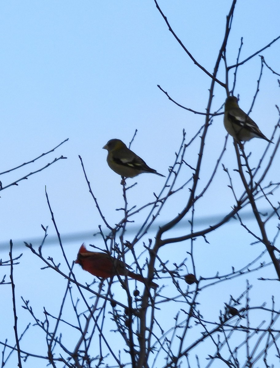 Northern Cardinal - ML647033849
