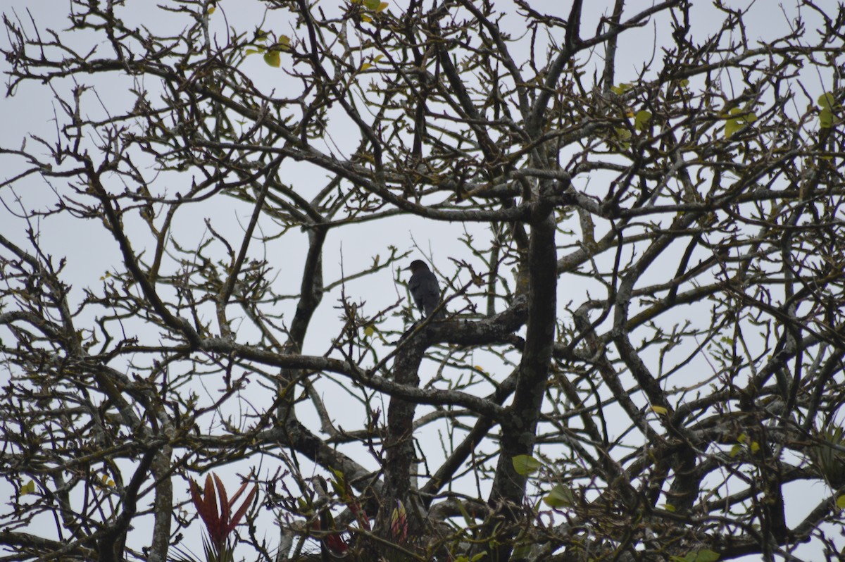 Great-tailed Grackle - ML647033856