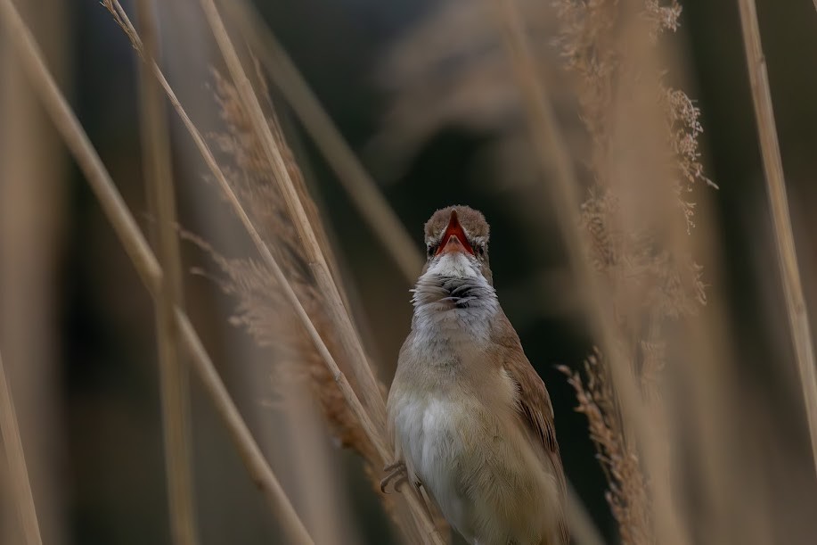ニシオオヨシキリ - ML647033860