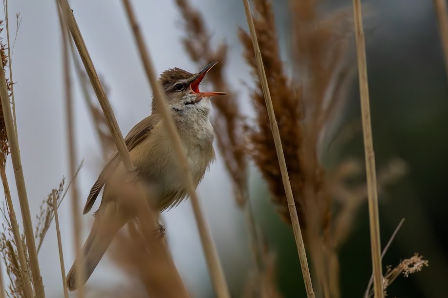 ニシオオヨシキリ - ML647033861