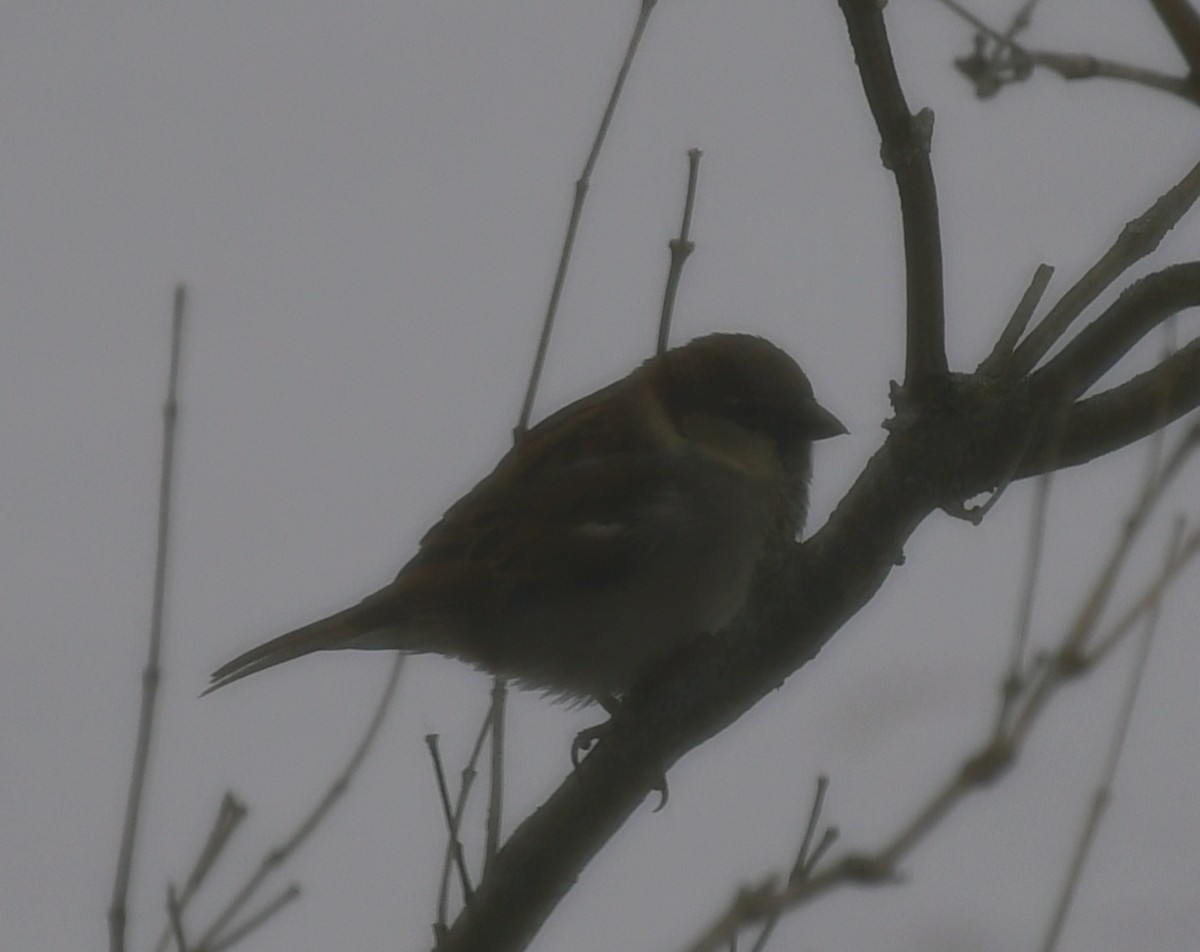 House Sparrow - ML647033866
