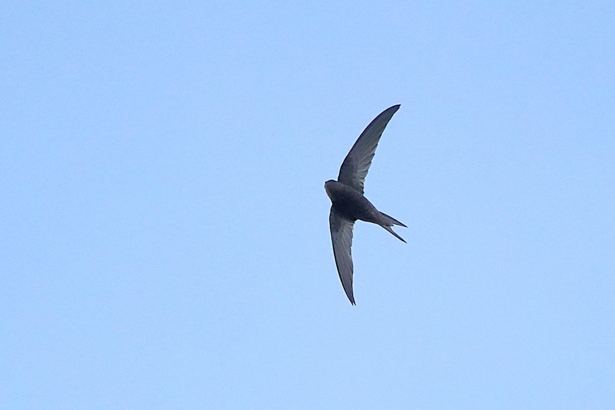 Серпокрилець канарський - ML647033869