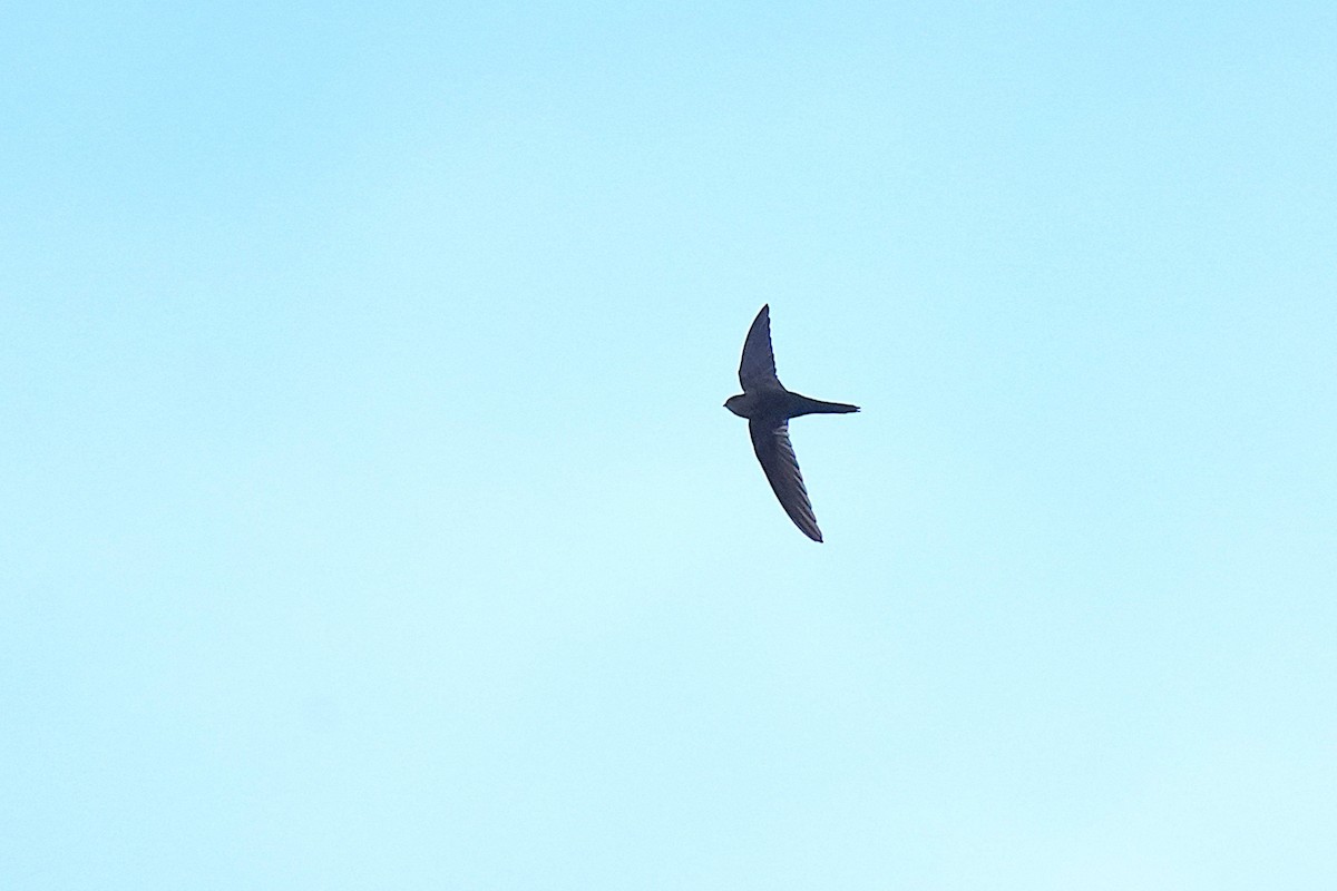 Серпокрилець канарський - ML647033870