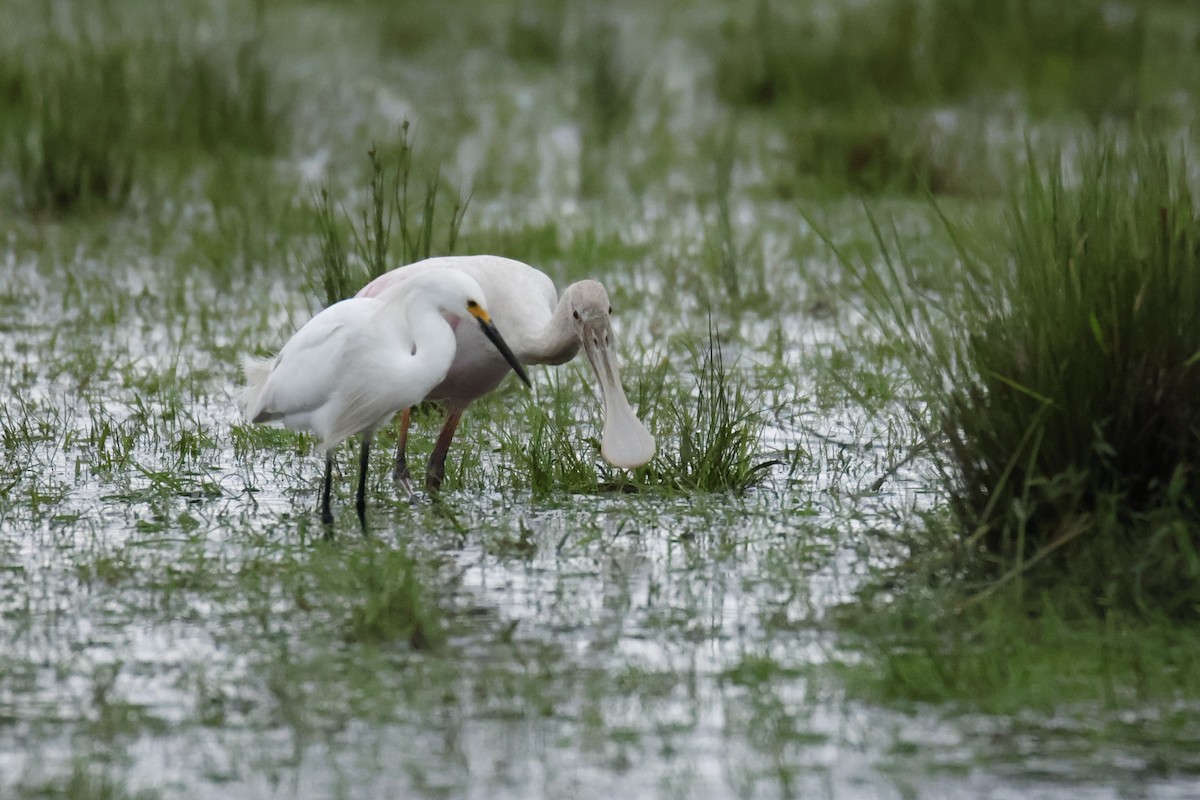 Snowy Egret - ML647033879