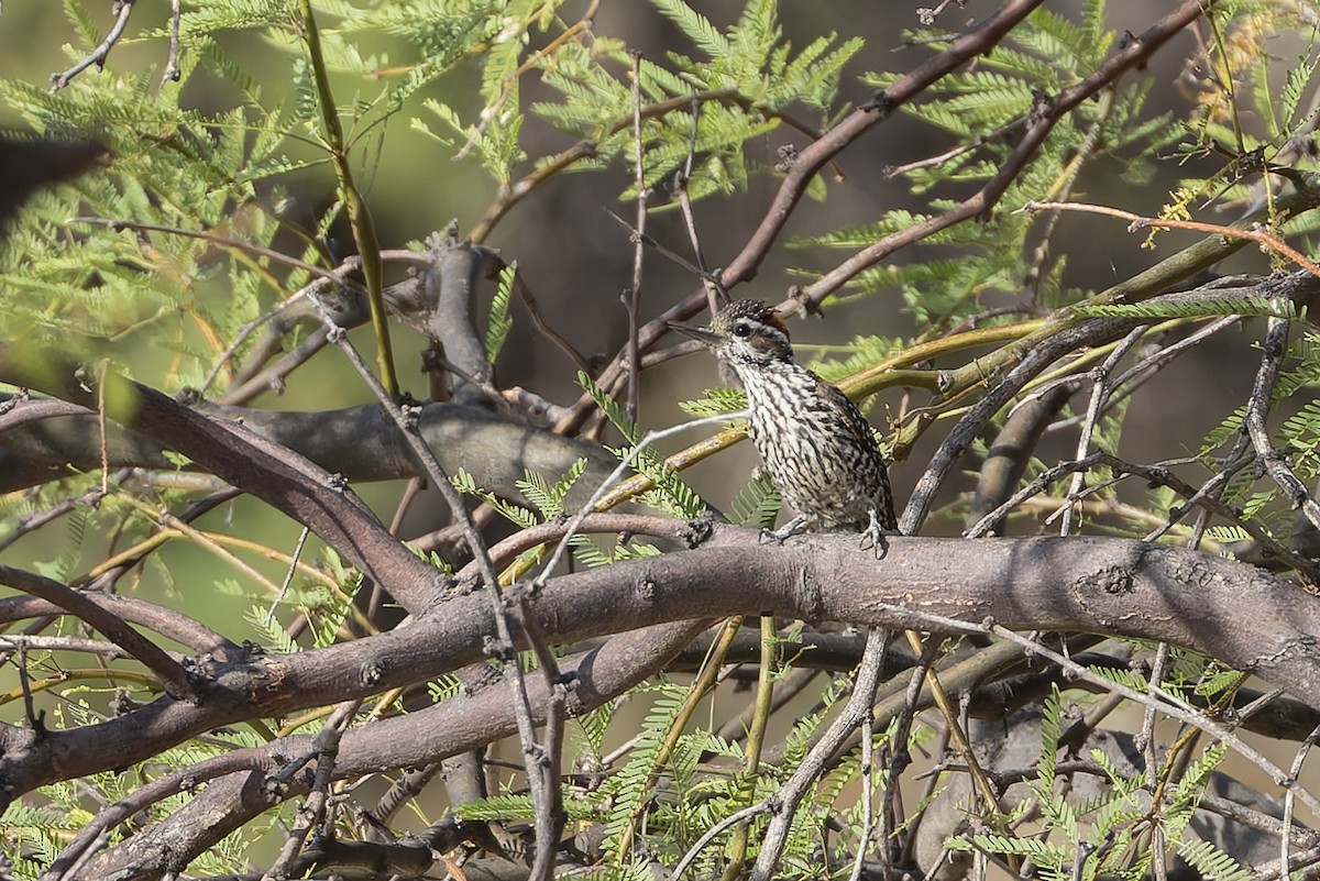 Checkered Woodpecker - ML647033888
