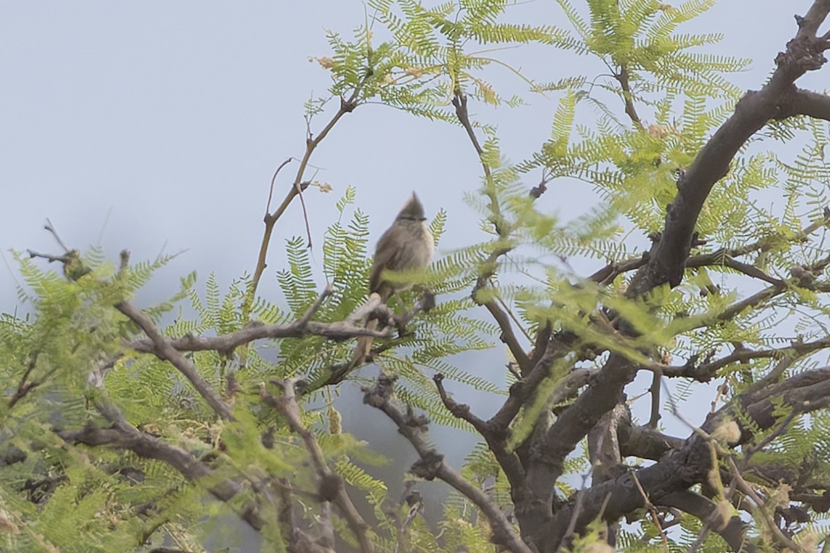 Tufted Tit-Spinetail - ML647033902