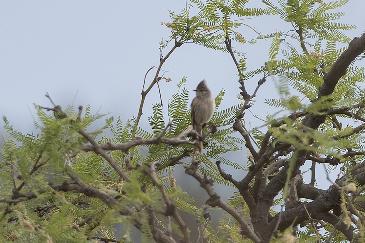 Tufted Tit-Spinetail - ML647033903
