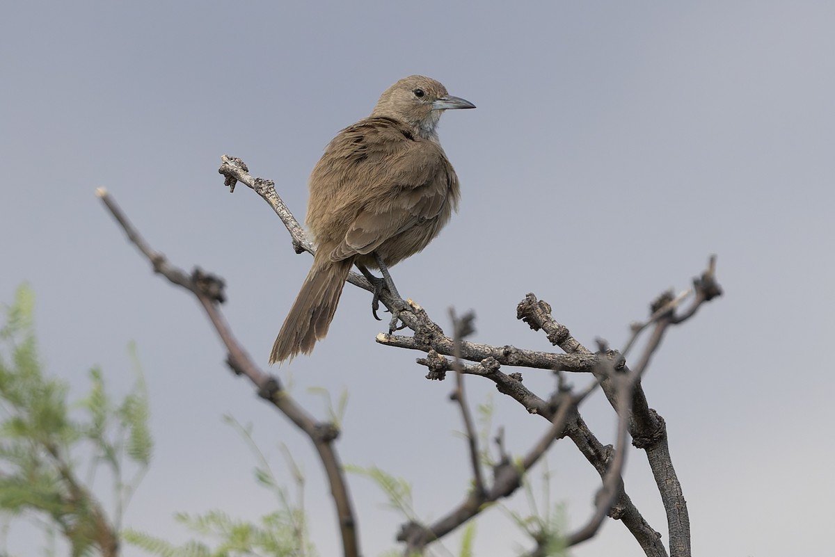 ノドジロエボシカマドドリ - ML647033907