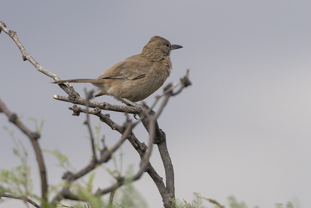 ノドジロエボシカマドドリ - ML647033908