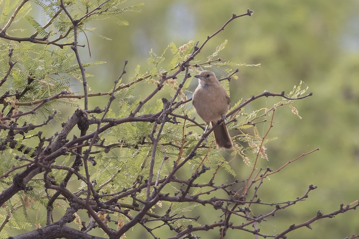 ノドジロエボシカマドドリ - ML647033909