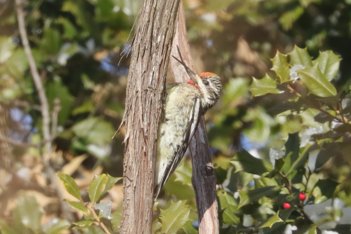 Yellow-bellied Sapsucker - ML647033910